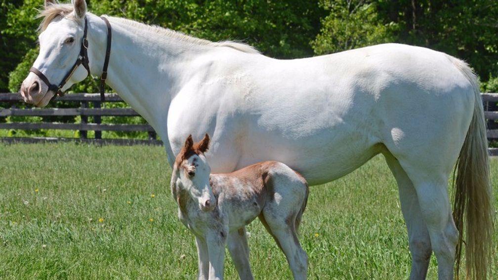 Passionforfashion with her Lucky Pulpit colt as a foal