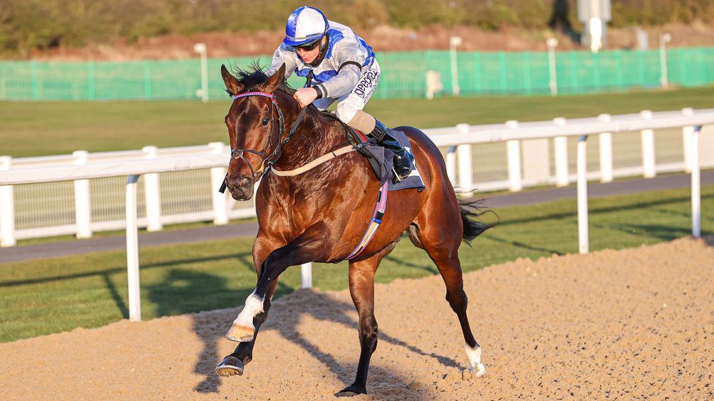 Tasman Bay: stable star for Sir Mark Todd since he started training in Britain in 2019