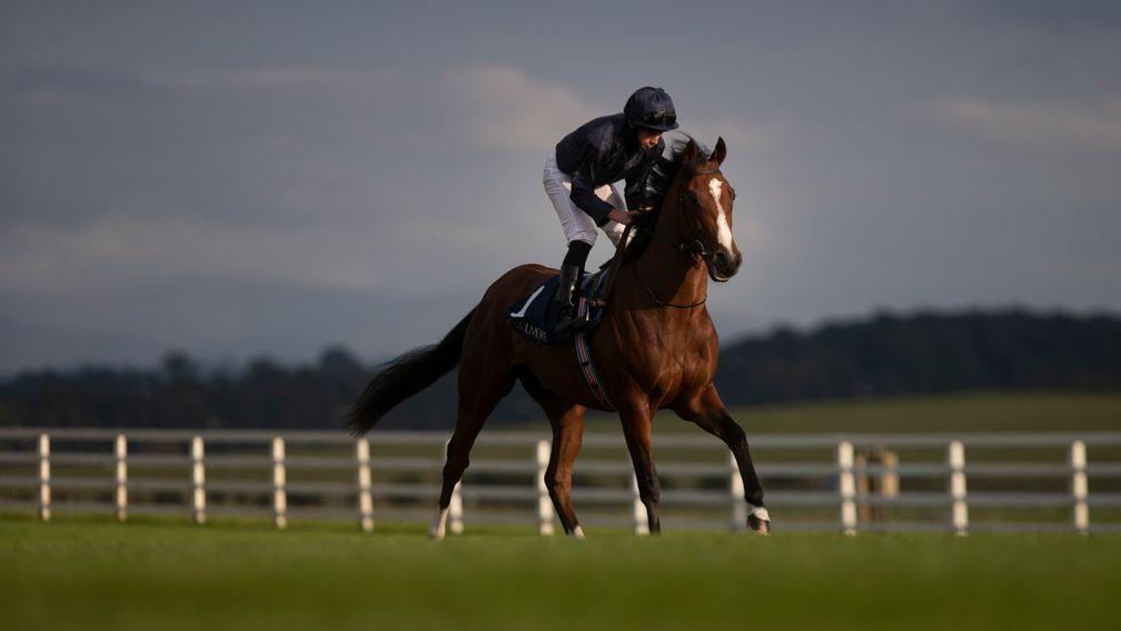 Armory: current second favourite for the Tattersalls Irish 2,000 Guineas behind Siskin