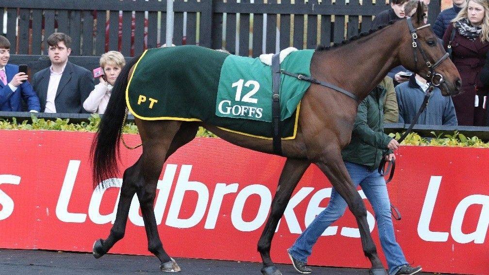Lecale's Article: son of Malinas found himself in demand at the Goffs Punchestown Sale