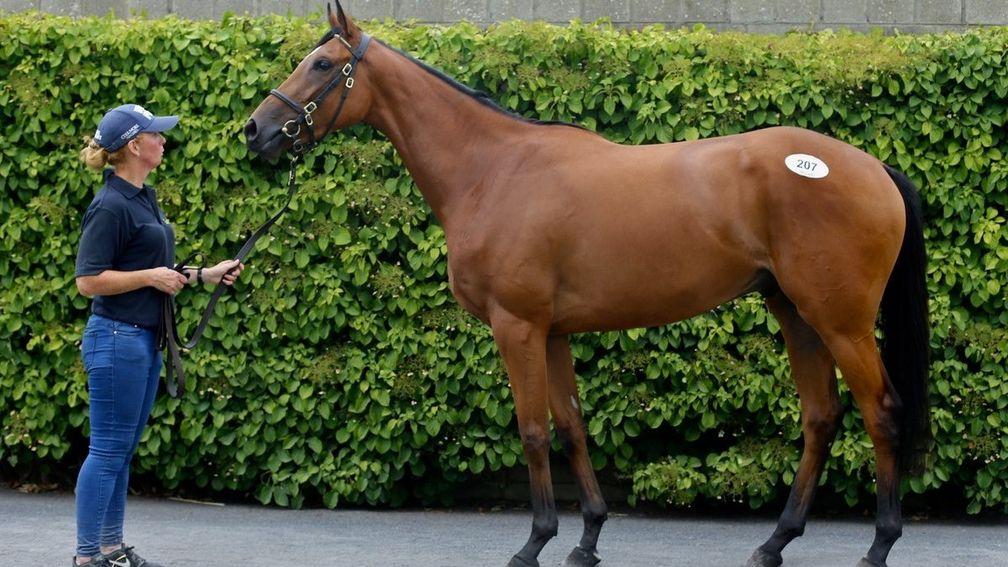 The session-topping son of Fame And Glory knocked down to Matt Coleman for €80,000