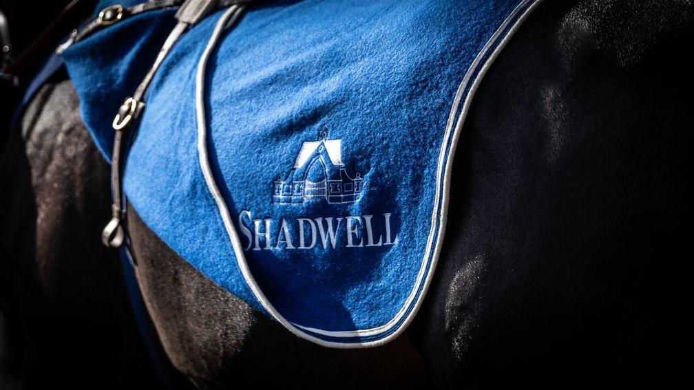 The Shadwell livery will be among the colours to the fore at Park Paddocks