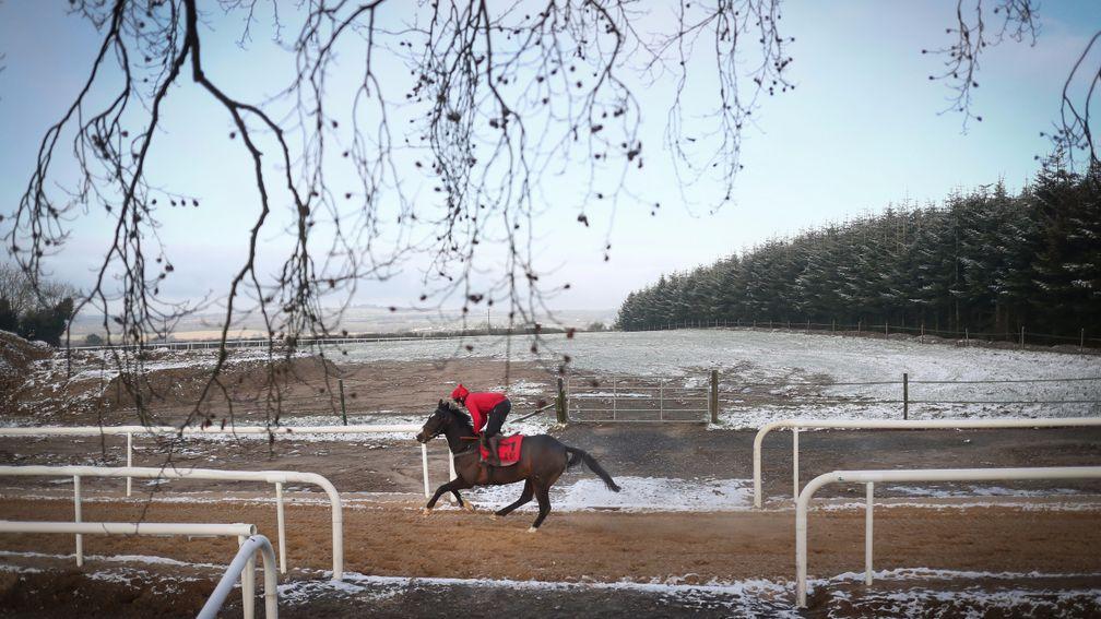 Jezki working at Commonstown Stables on Monday ahead of his Leopardstown Christmas assignment over three miles