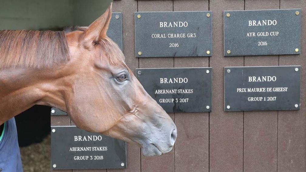 Brando with the plaques of his big-race wins at Kevin Ryan’s North Yorkshire yard