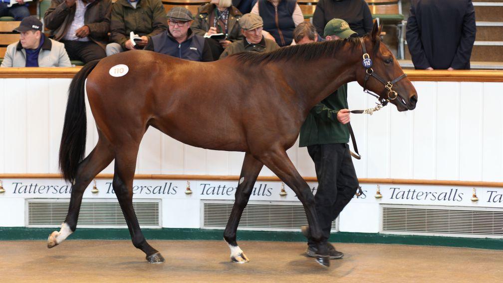 The No Nay Never sister to Arizona sold by Stauffenberg Bloodstock to Cheveley Park Stud for 825,000gns