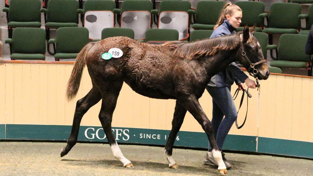 The Kodi Bear filly out of Armum was purchased by Tally-Ho Stud