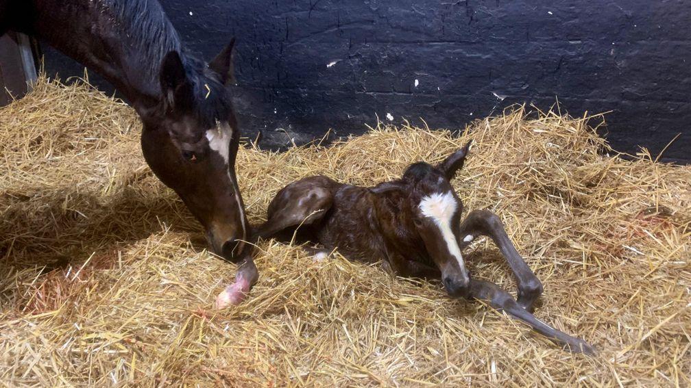 Goldford Stud's Nathaniel colt out of black type producer One Gulp