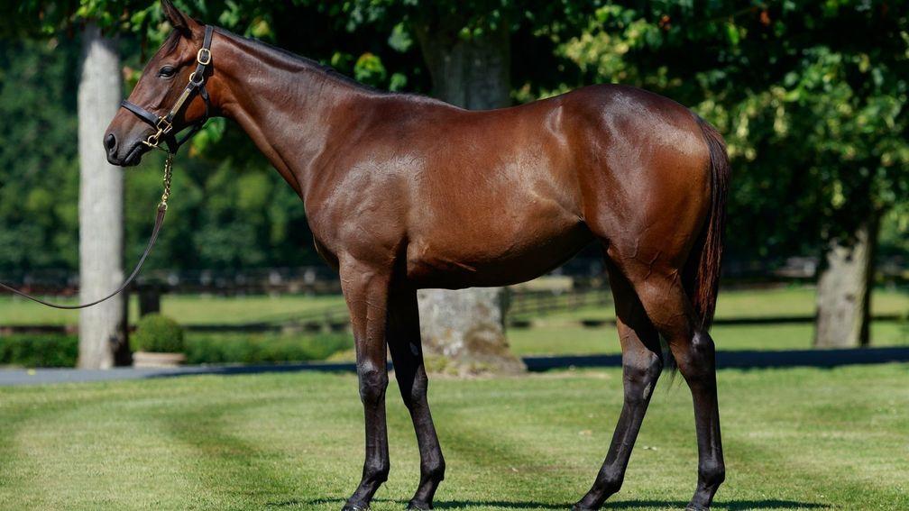 Philomene, pictured as a yearling, provided her sire with his 200th stakes success