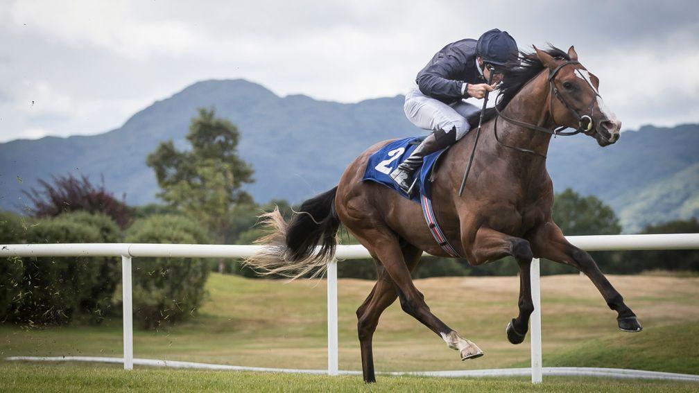 Anthony Van Dyck: looks a top-class horse in the making
