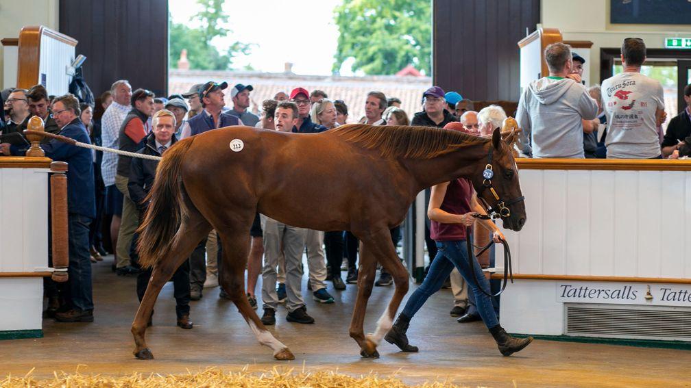 The sales-topping Zoustar filly sells to Richard Hughes for 160,000gns