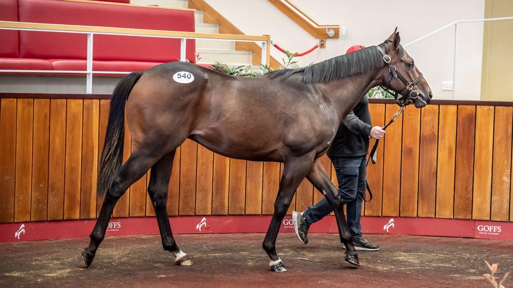 The session-topping Adaay colt in the Goffs UK ring