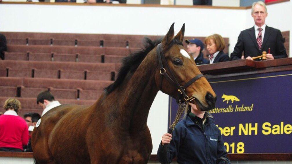 Let's Dance makes her way around the ring before being knocked down for €200,000