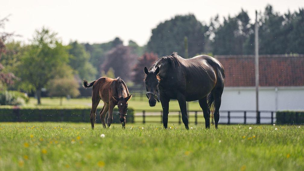 A mare and foal soak up the sun at the National Stud