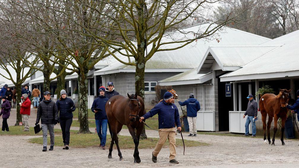 Trade continued at the Keeneland January Sale on Tuesday