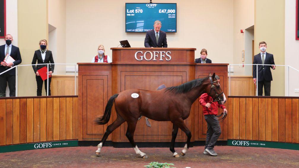Lot 570: the Mehmas colt sells to BBA Ireland for £47,000