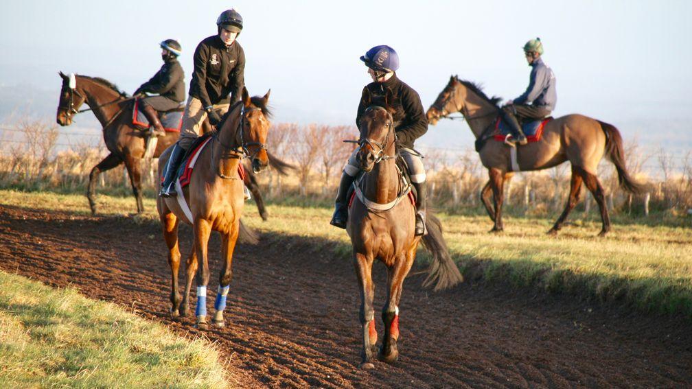 Bigmartre and Saint Calvados on the round gallop at Harry Whittington's yard