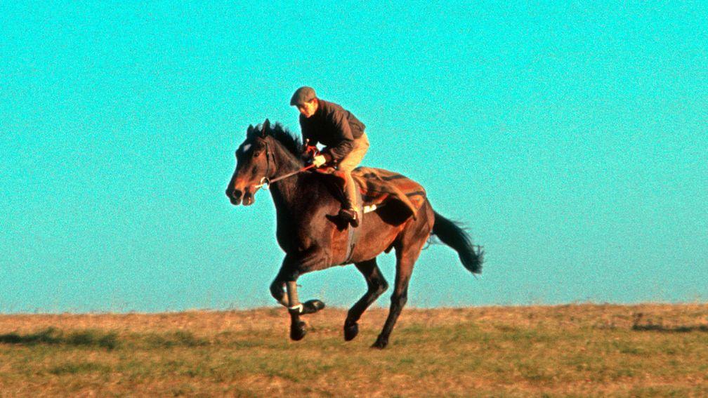 Mill House with Willie RobinsonGallop on Lambourn Downs 1963©Cranhamphoto.com