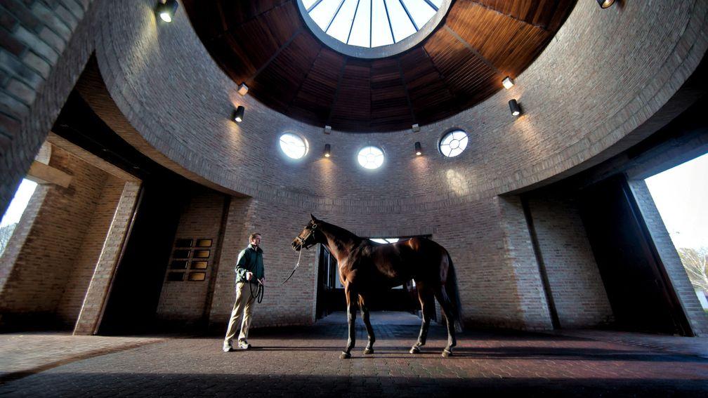 Sea The Stars: the king of Gilltown Stud will again stand for €135,000 in 2019