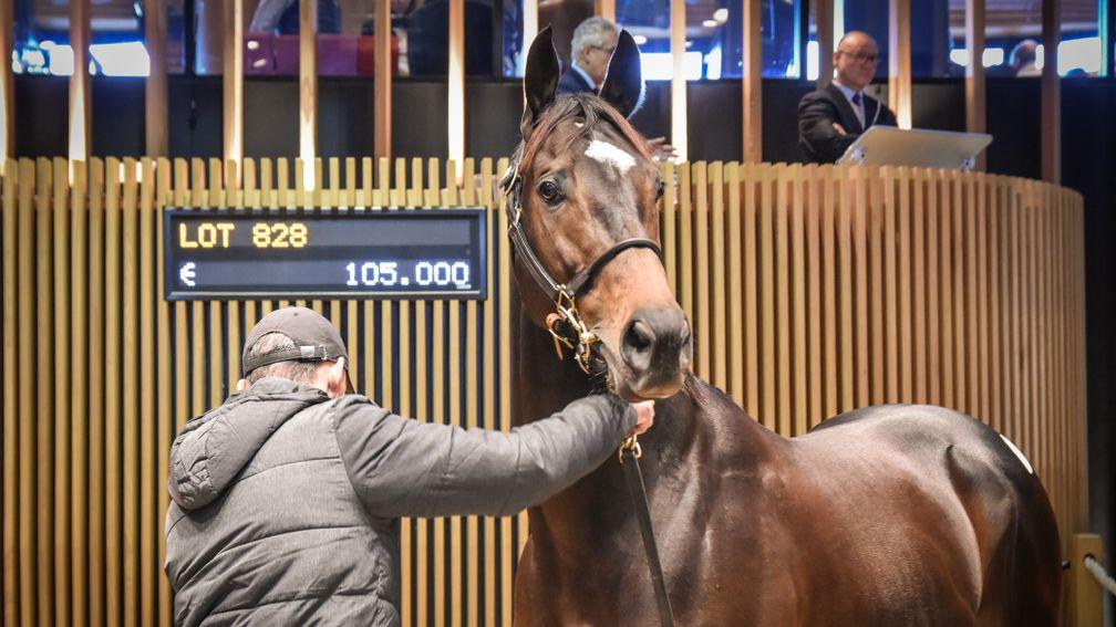 Silverwave strikes a pose in the Arqana sales ring