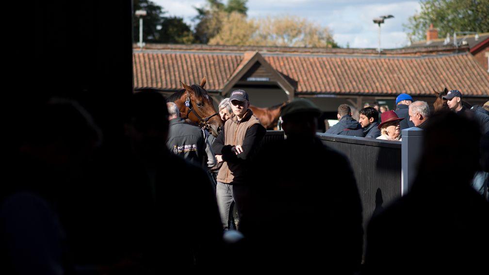 The daughter of Galileo waits to enter the sales ring at Tattersalls on Thursday