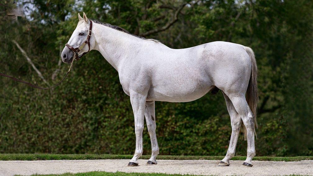 Kendargent: leading French sire is represented at Auctav
