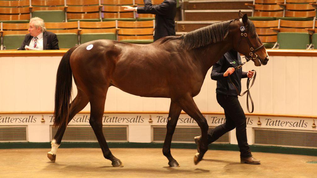 Lot 141: the sale-topping Scat Daddy colt that brought 675,000gns from David Redvers