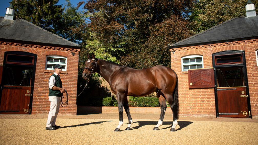 Frankel: the rising star of the stallion ranks will stand for £175,000 in 2019