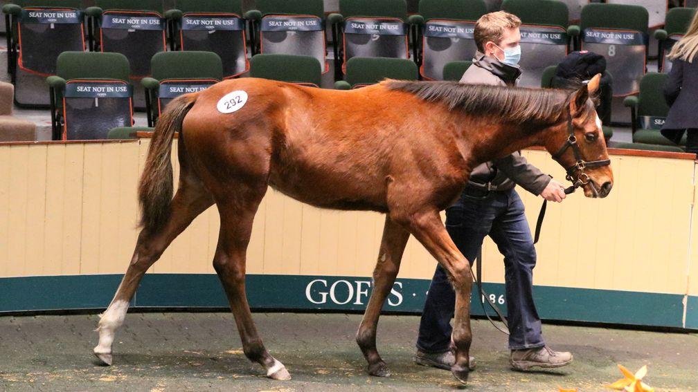 This Sholokhov colt was one of three grandsons of Presenting who were very popular with buyers