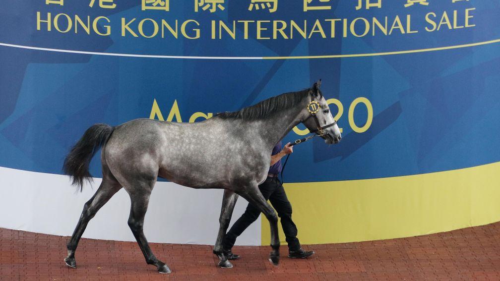 The sale-topping Kodiac gelding in the Sha Tin auction ring