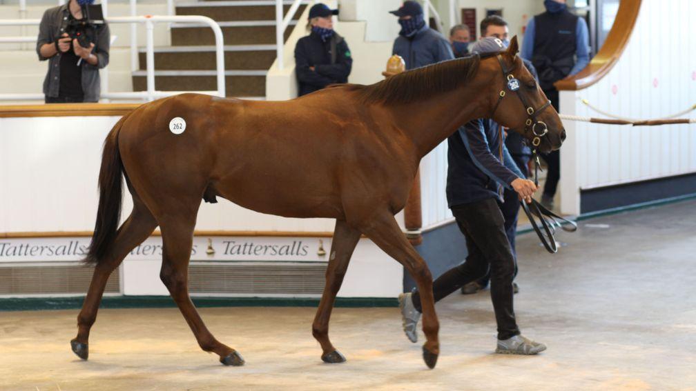The Mehmas colt out of Cheworee offered by Nanallac Stud who was the second highest lot sold at 105,000gns