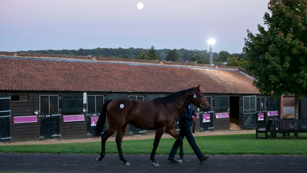 Lot 530: the Dubawi colt out of How after fetching 1,600,000gns