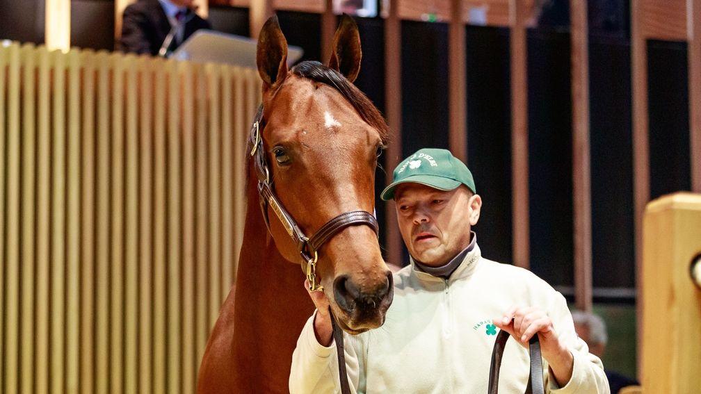 Coolmore went to €300,000 for Haras d'Elbe's son of No Nay Never