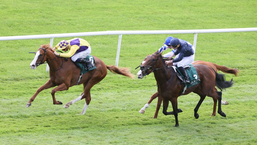 Scorthy Champ: provided a Group 1 update for his sister when winning the National Stakes