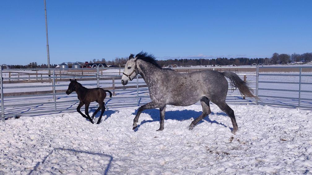 Therese Staffansson's Apura and her filly foal by Mustajeeb