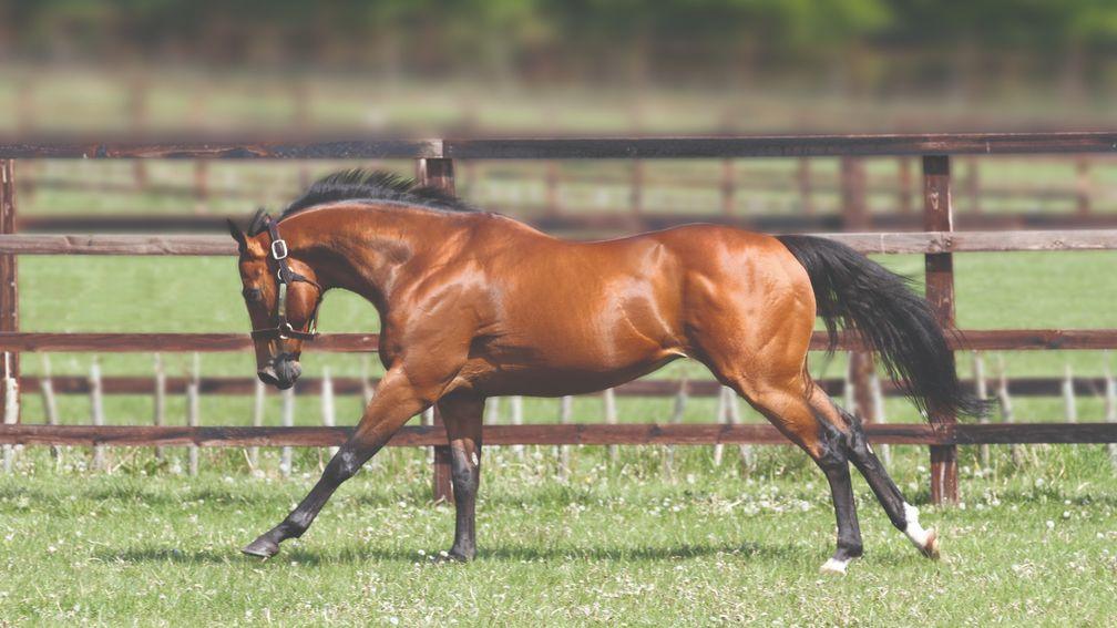 Equiano: on the move to the Irish National Stud