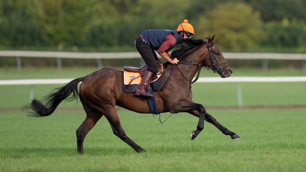 Baaeed (Ricky Hall) canters up Long Hill's grass canterNewmarket 14.9.22 Pic: Edward Whitaker