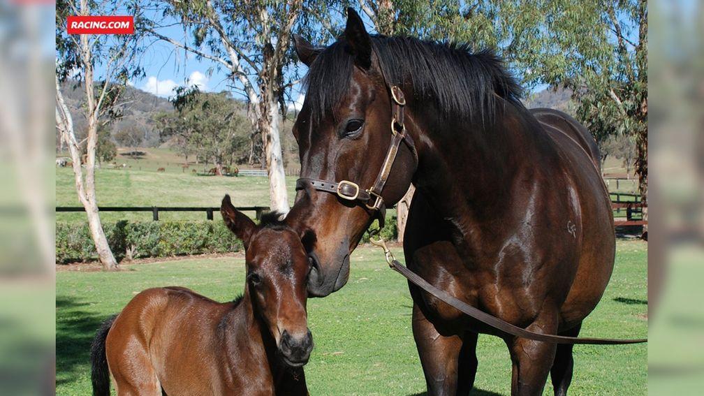 Black Caviar pictured with her fifth foal, a filly by I Am Invincible