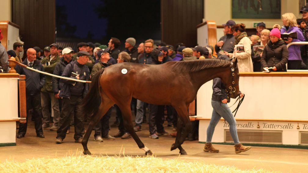 Lot 767: the Dark Angel filly out of Allez Alaia in the ring before bringing 1,050,000gns