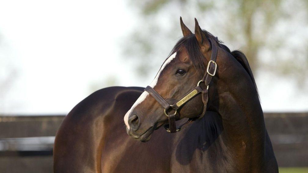 Flat Out: multiple top-level winning son of Flatter