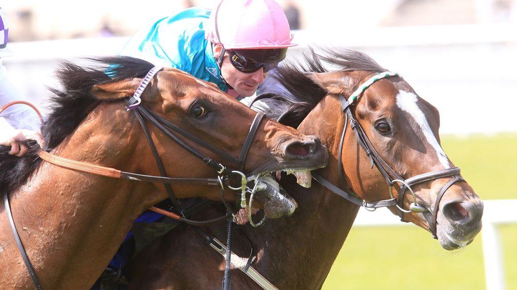 Savage move: Parish Hall tries to bite eventual winner Postulation at the Curragh in 2015