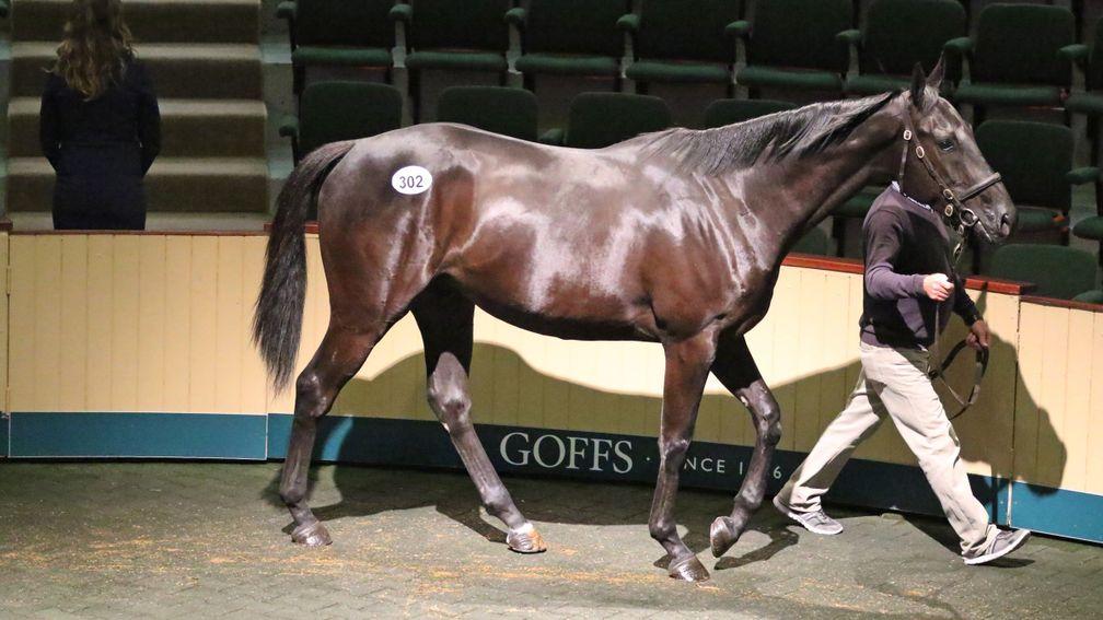 The Sluggara Farm-consigned Balko gelding who topped last year's Land Rover Sale at €175,000