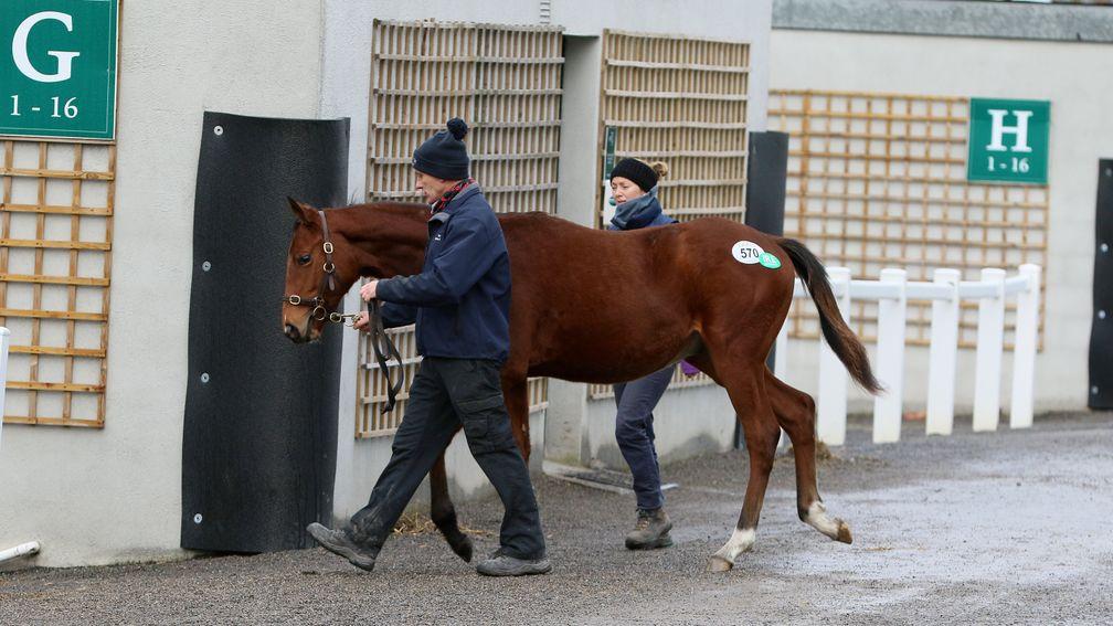 Crystal Ocean colt out of Grade 1-placed Aurore D'Estruval made €70,000 at Goffs