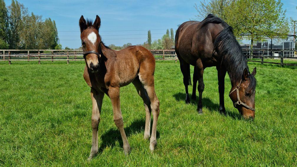Desert Berry and her foal full-brother to Derby hero Desert Crown
