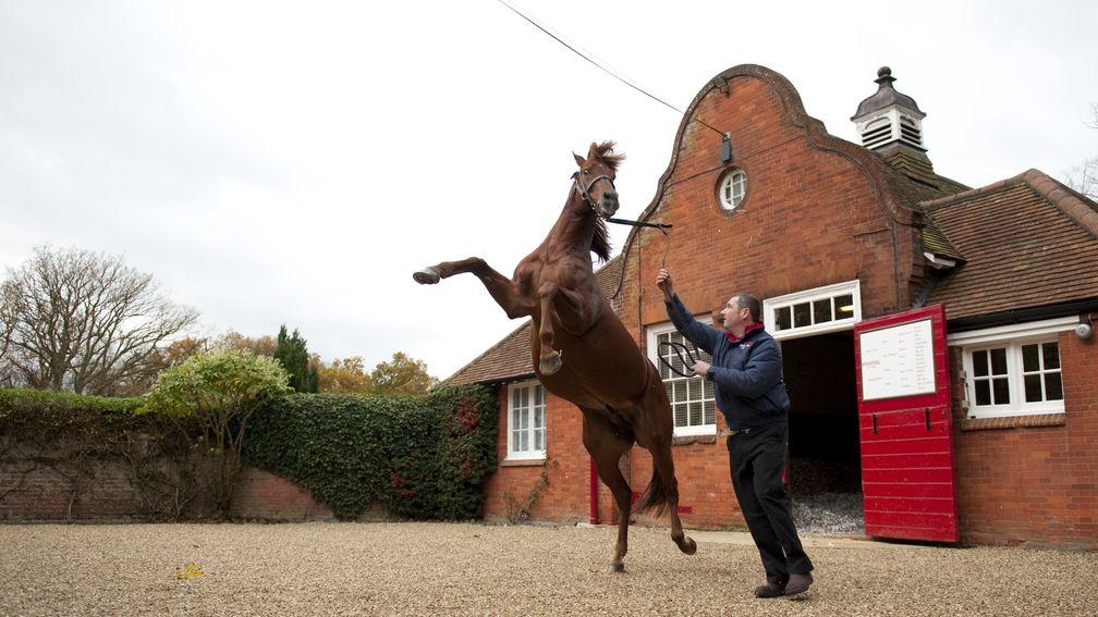 Star sire Pivotal shows off at Cheveley Park Stud, owned by David and Patricia Thompson