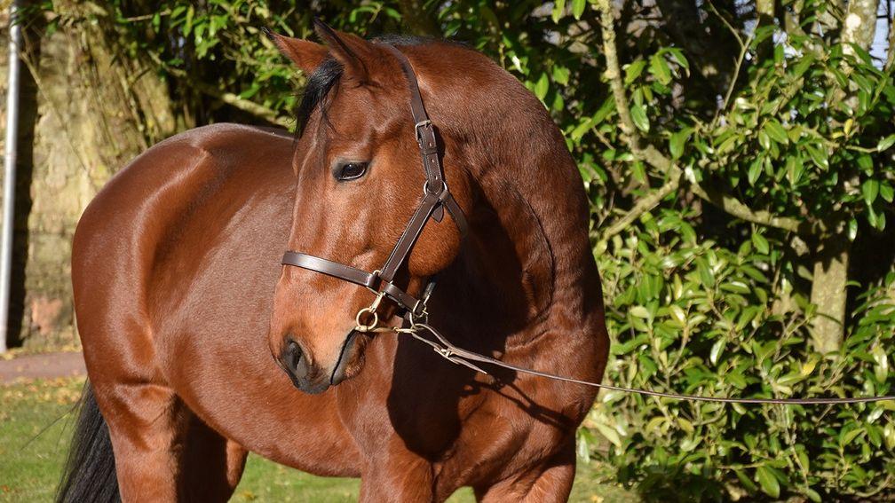 Unraced son of Sea The Stars and Zarkava will stand at Haras de Cercy