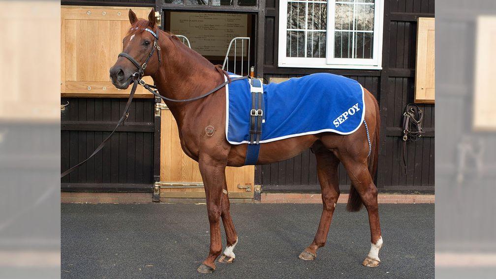 Sepoy did not return to Dalham Hall this year