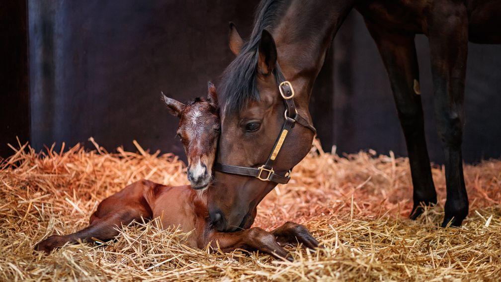 Treve and her newborn Shalaa filly foal cosy up at Haras de Bouquetot