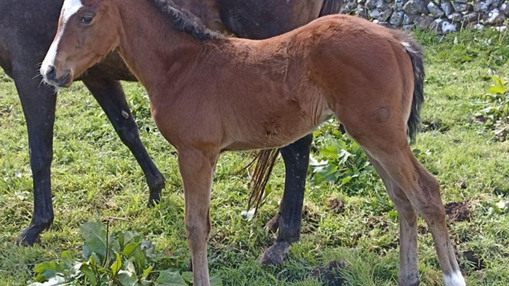 A two-week old Dandy Man colt out of the well-related Lus Na Greine at Hollow Lodge Stud