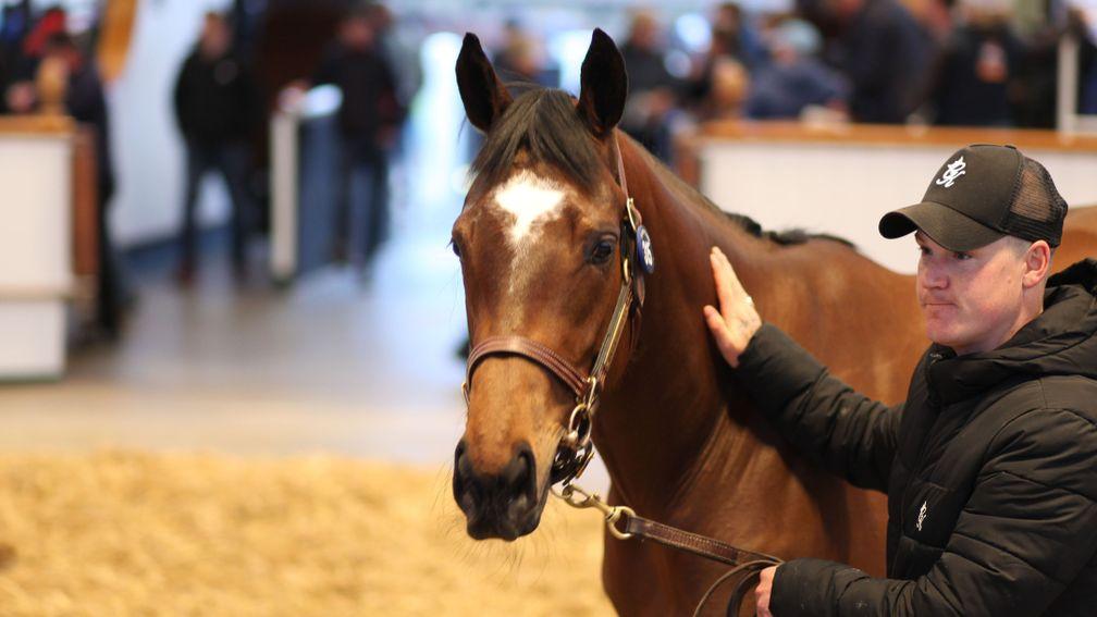 RMM Bloodstock's Awtaad filly provided a 5,400 per cent return on investment