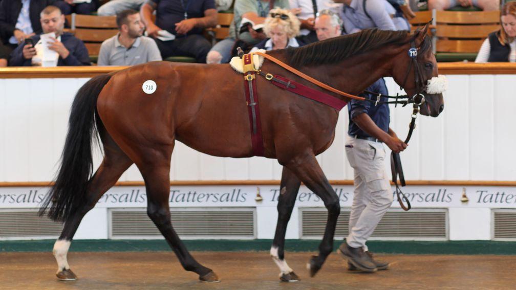 New King: the son of Frankel in the Park Paddocks ring